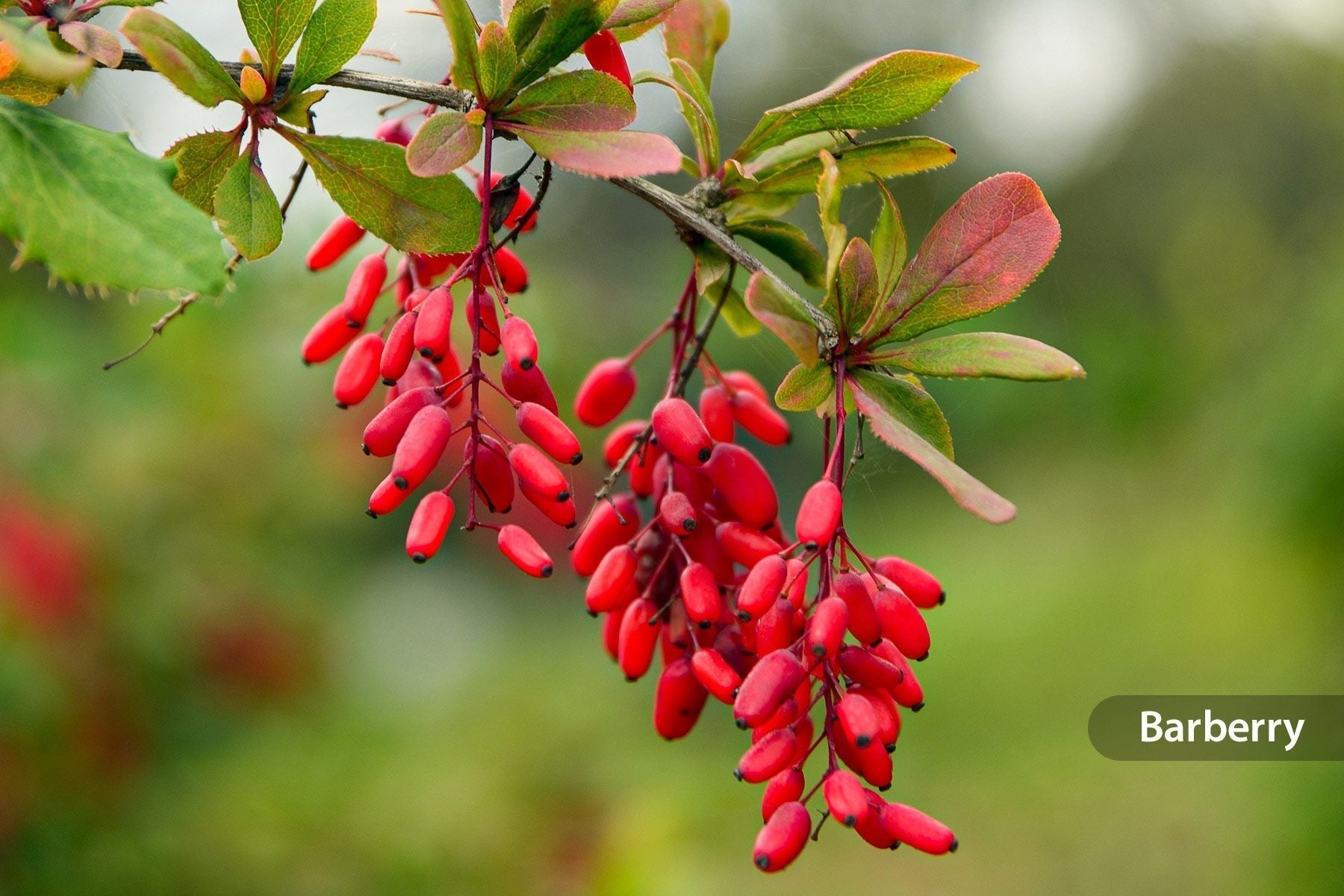 Berberine Benefits: What It Is, How It Works, and Why So Many People Are Taking It
