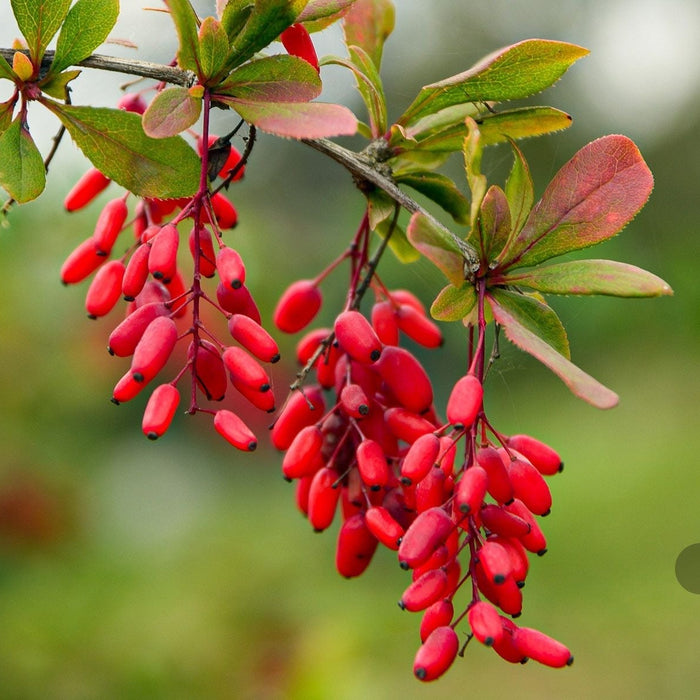 Berberine Benefits: What It Is, How It Works, and Why So Many People Are Taking It