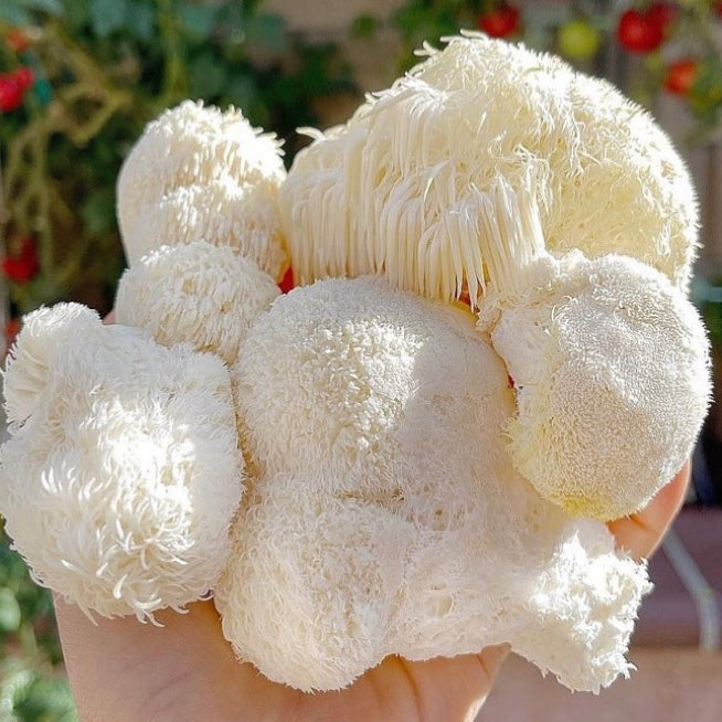 Unlocking the Power of Lion’s Mane: The Natural Mushroom for Brain, Focus & Nerve Health