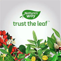 Nature's Way Chlorofresh Internal Deodorant Mint 474 mL Deodorant at Village Vitamin Store